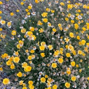 Meet your Posher, Lycheng